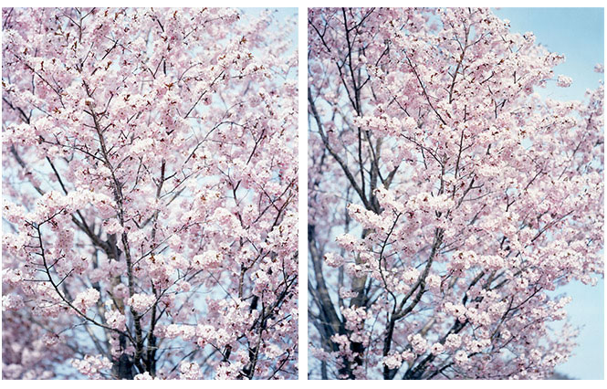 Risaku Suzuki - Winter to Spring